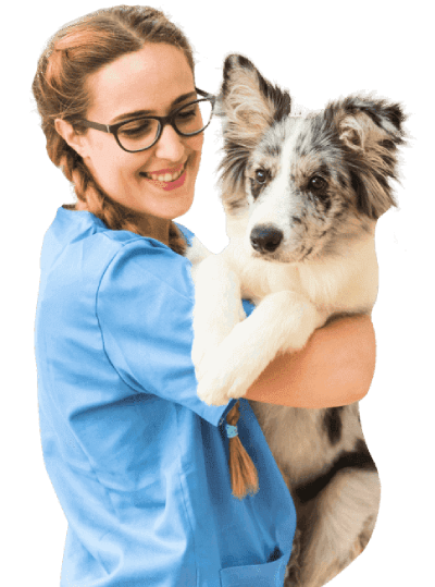 Professional Pet Grooming Services in Abu Dhabi