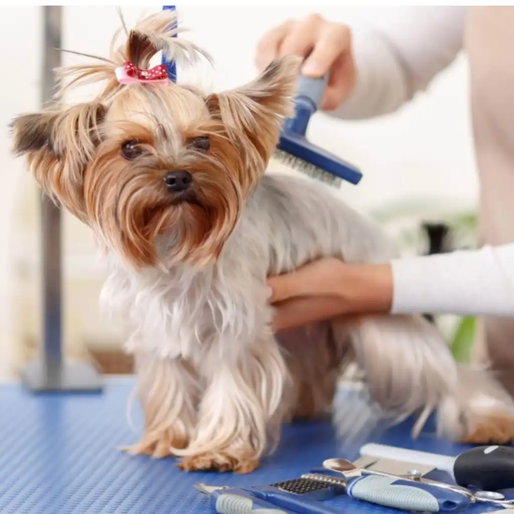 Pet Grooming Essentials for Surviving the UAE Summer Heat